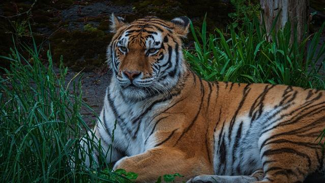 Oregon Zoo